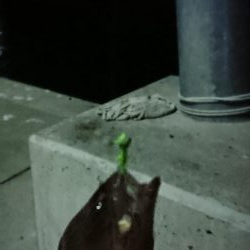 ダイソー メバリング