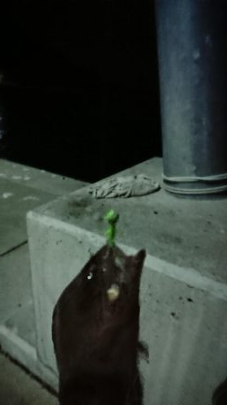 ダイソー メバリング