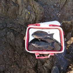 方座浦でグレ釣り