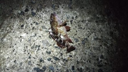 メバルとガシラ