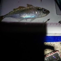 エギング&アジング