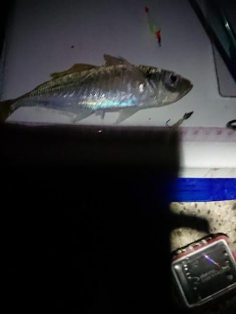 エギング&アジング