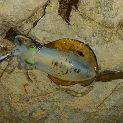 アオリイカを求めて