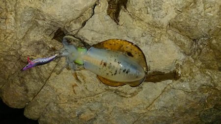 アオリイカを求めて