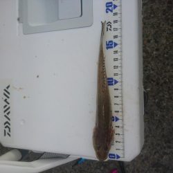 カレイ狙いでしたが…