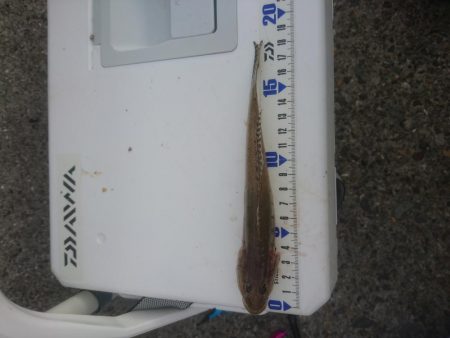 カレイ狙いでしたが…