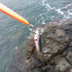 アジのナブラにつっこんでみた