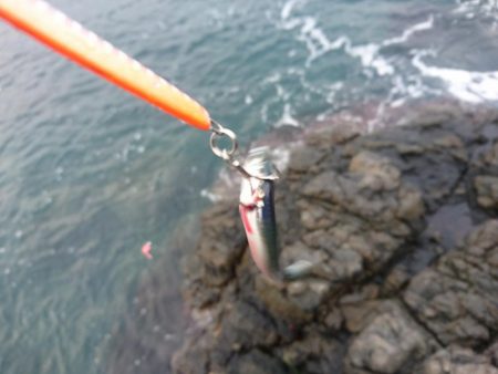 アジのナブラにつっこんでみた