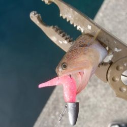 釣り納めアジング