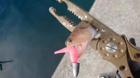 釣り納めアジング