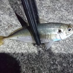 アジングサビキでアジとサバとイワシ