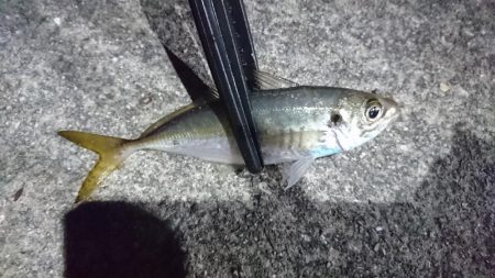 アジングサビキでアジとサバとイワシ