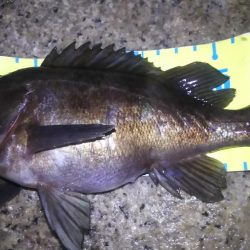 明石メバル調査