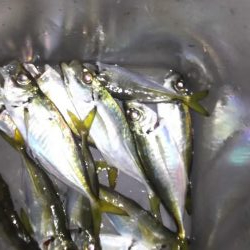 姫路極寒アジング