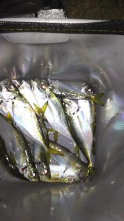 姫路極寒アジング