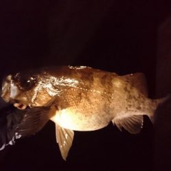 メバル、ガシラ、アジ