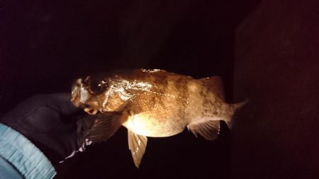 メバル、ガシラ、アジ