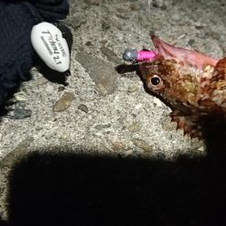 メバル、ガシラ、チャリコ