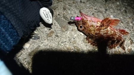 メバル、ガシラ、チャリコ