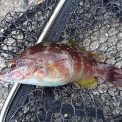 メバリングですが・・・