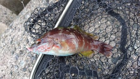 メバリングですが・・・