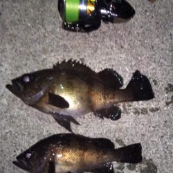 シーバスタックルでメバリング