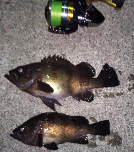 シーバスタックルでメバリング