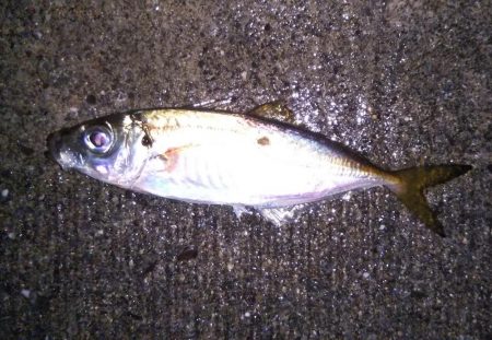 渋かったメバリング