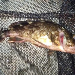 クリスマスライトゲーム