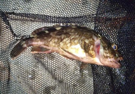 クリスマスライトゲーム