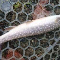 渋かったが、良型サクラマスキャッチ成功