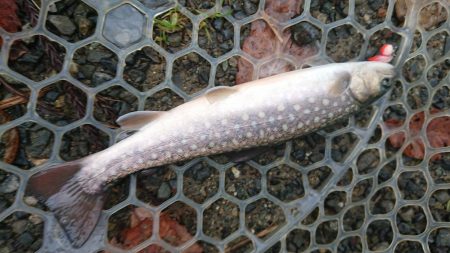 渋かったが、良型サクラマスキャッチ成功