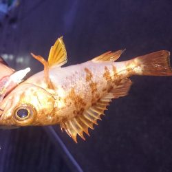 久々のアジング