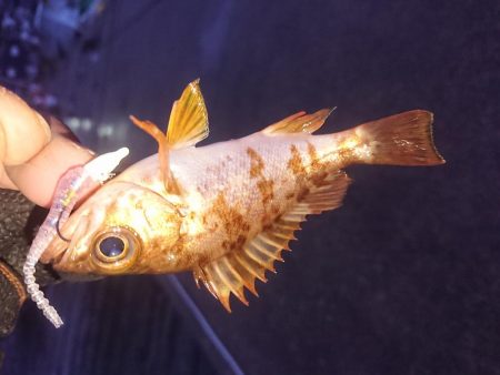 久々のアジング