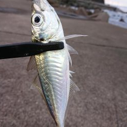 今日も入れ食い