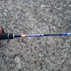 泉大津エリアで貴重なタチウオ