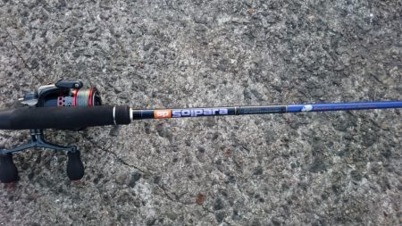 泉大津エリアで貴重なタチウオ