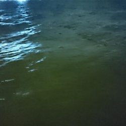 強風、南港タチウオ調査