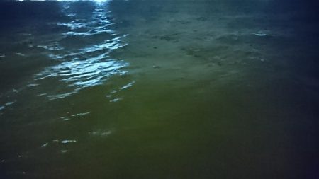 強風、南港タチウオ調査