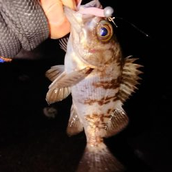 ヤリイカ初挑戦も撃沈