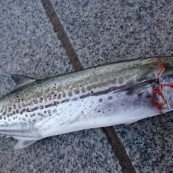 たこ焼き改めベビカス～釣れたよ！