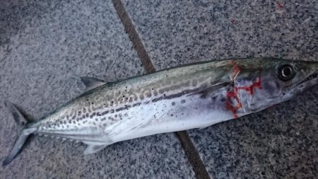 たこ焼き改めベビカス～釣れたよ！