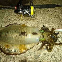 夕まずめ、回遊、連発