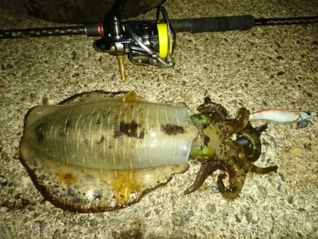 夕まずめ、回遊、連発