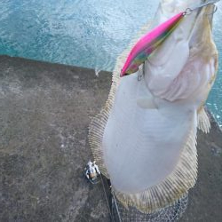 三重ヒラメ調査