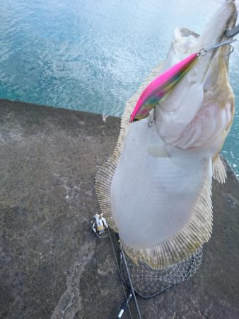 三重ヒラメ調査