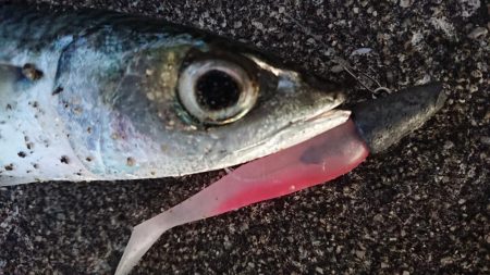 今日はクリスマスイブフィッシング！