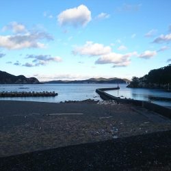 マゴチとアオリイカ