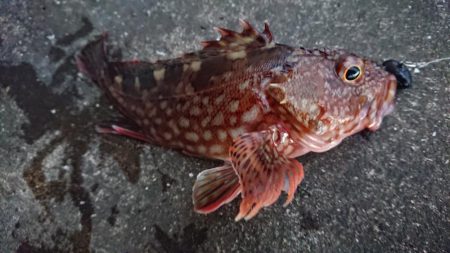 大晦日の朝練シーバス&ガシラ捕獲成功