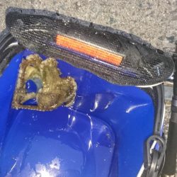 朝マズメでロック